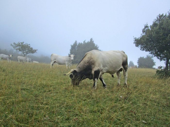 Randonnée en direction du Pech de Bugarach ©D. Cosperec-Villemarcheurs