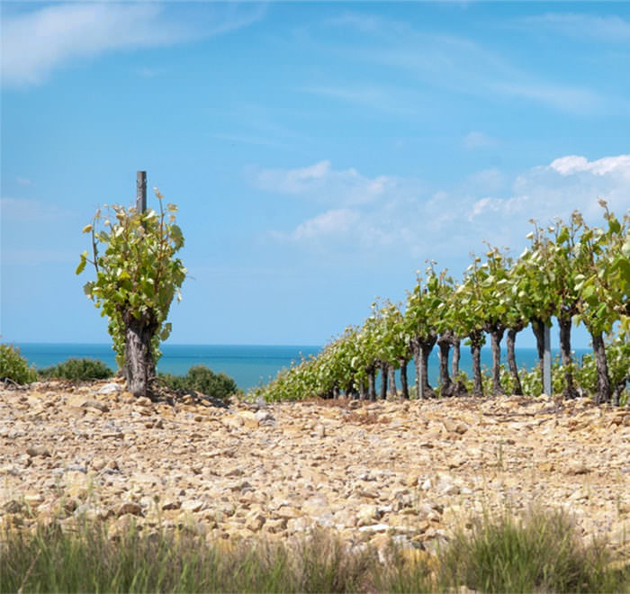 Les vignes de la Clape