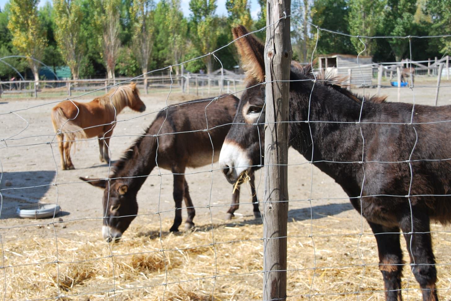 laurabuc, ferme la matarelle