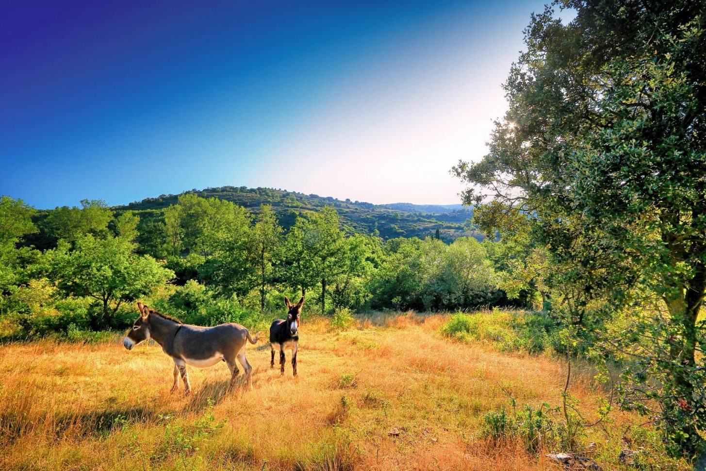 Rando à vélo à travers les paysages de Hautes Corbières ©Gilles Deschamps