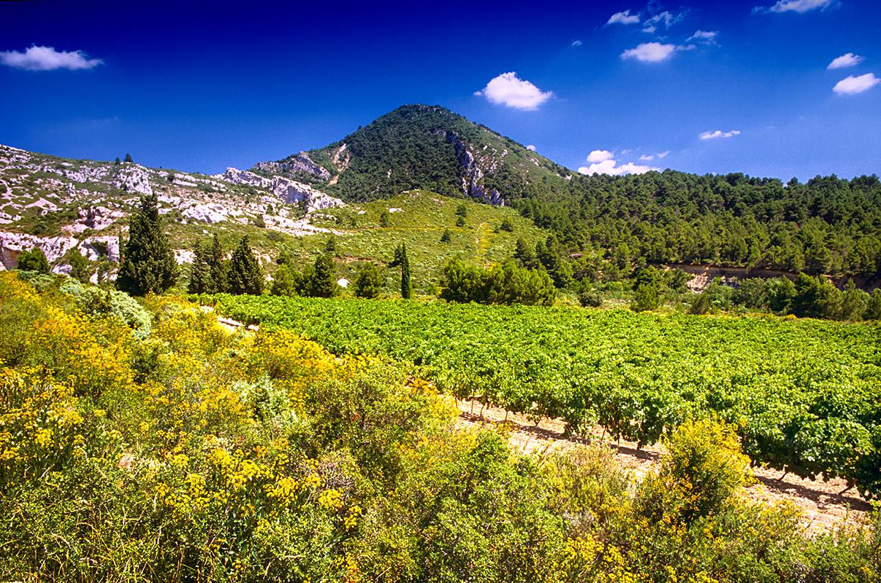 Les vignes dans l'Alaric ©Gilles Deschamps