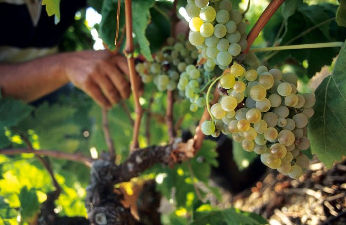 Vendanges du raisin blanc dans les vignes ©Céline Deschamps-ADT de l'Aude