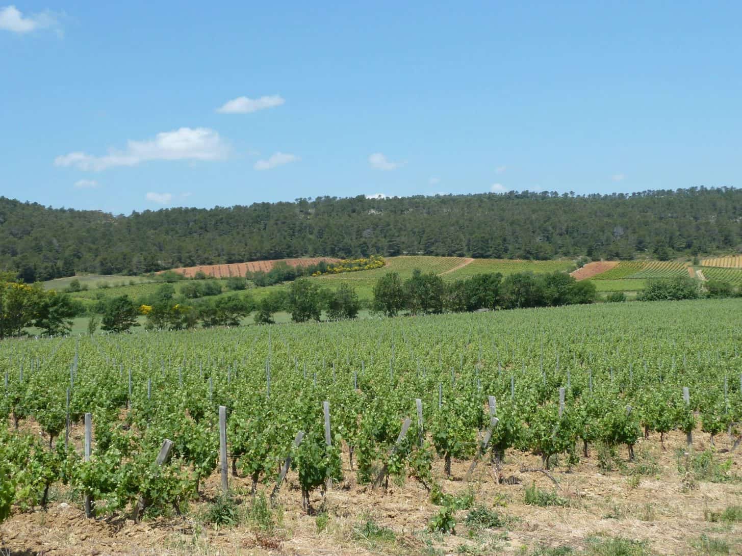 Vignoble Corbières, vignes