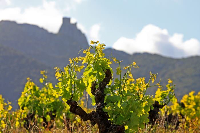 Un vignoble en Corbières ©Céline Deschamps