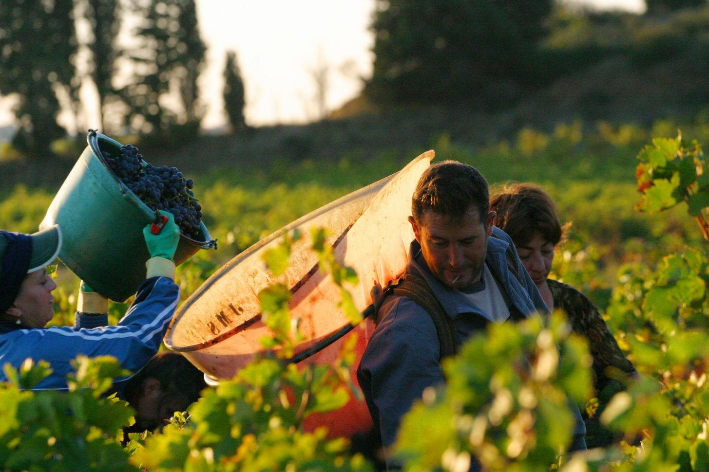 Vendanges dans les vignes, Aude ©Céline Deschamps-ADT de l'Aude