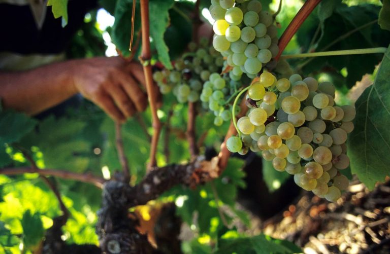Vendanges dans les vignes ©Céline Deschamps-ADT de l'Aude