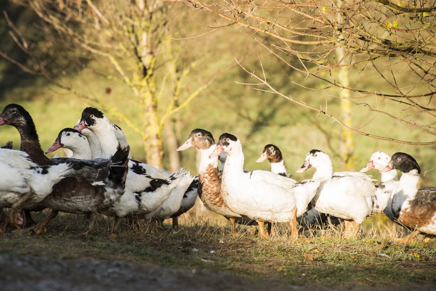 Canards