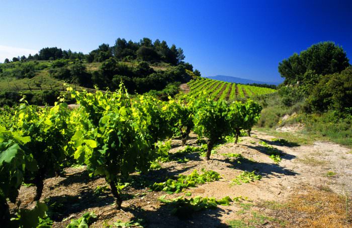 Balade dans les vignes à Félines-Minervois ©Céline Deschamps-ADT de l'Aude