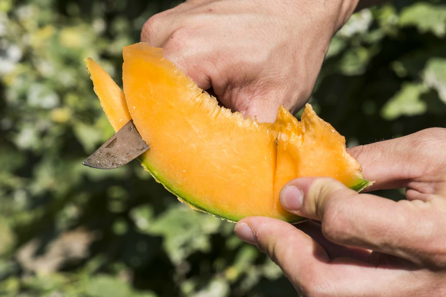 melon pays cathare, découpe
