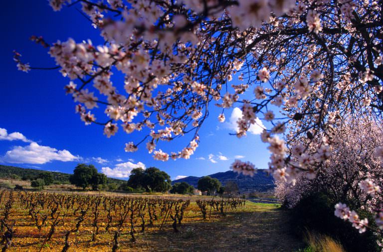 Monze, amandier en fleur, vigne