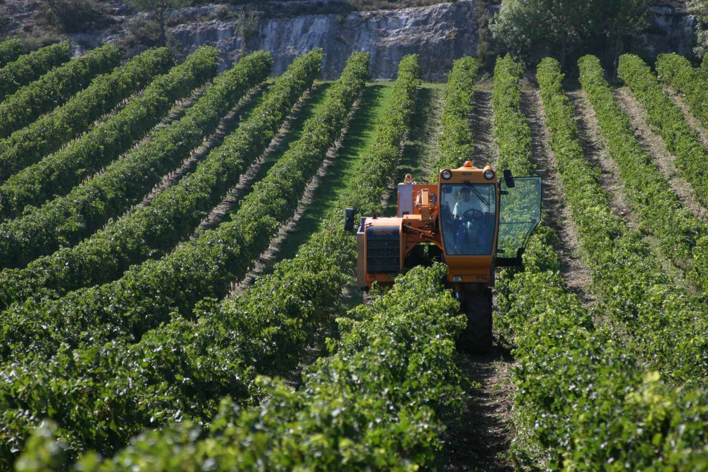 Travail dans les vignes ©Pierre Davy-ADT de l'Aude