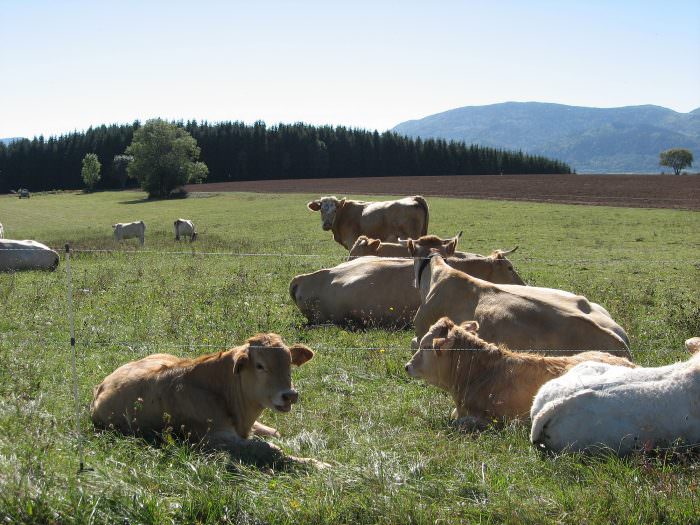 Vaches du Pays de Sault