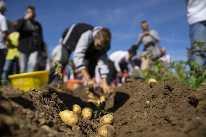 Foire de la pomme de terre du Pays de Sault