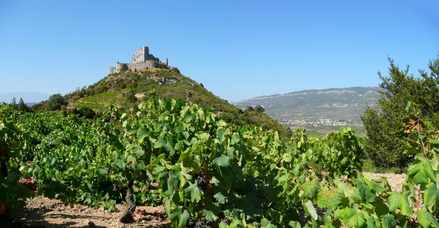 Tuchan, chateau aguilar, vigne AOC Fitou
