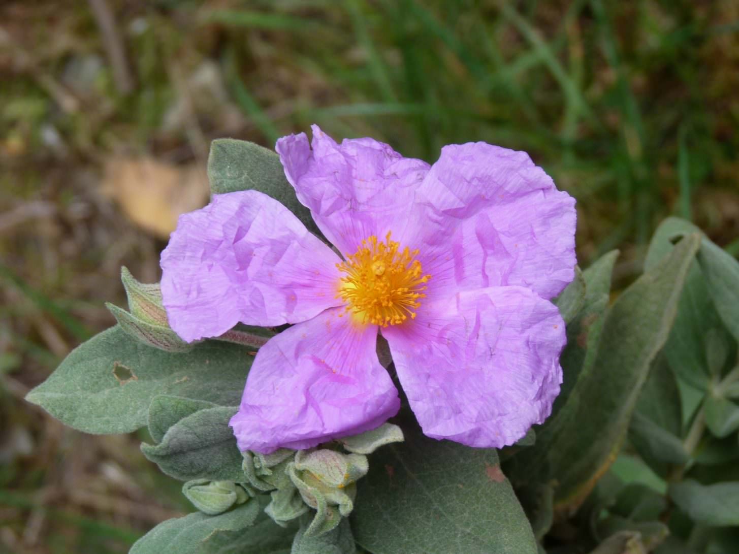 fleur de ciste rose