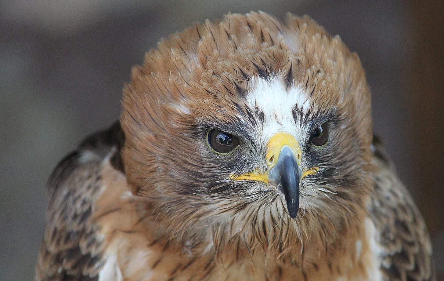 Faune dans l'Aude, aigle botté ©Bernd Hildebrandt-Pixabay