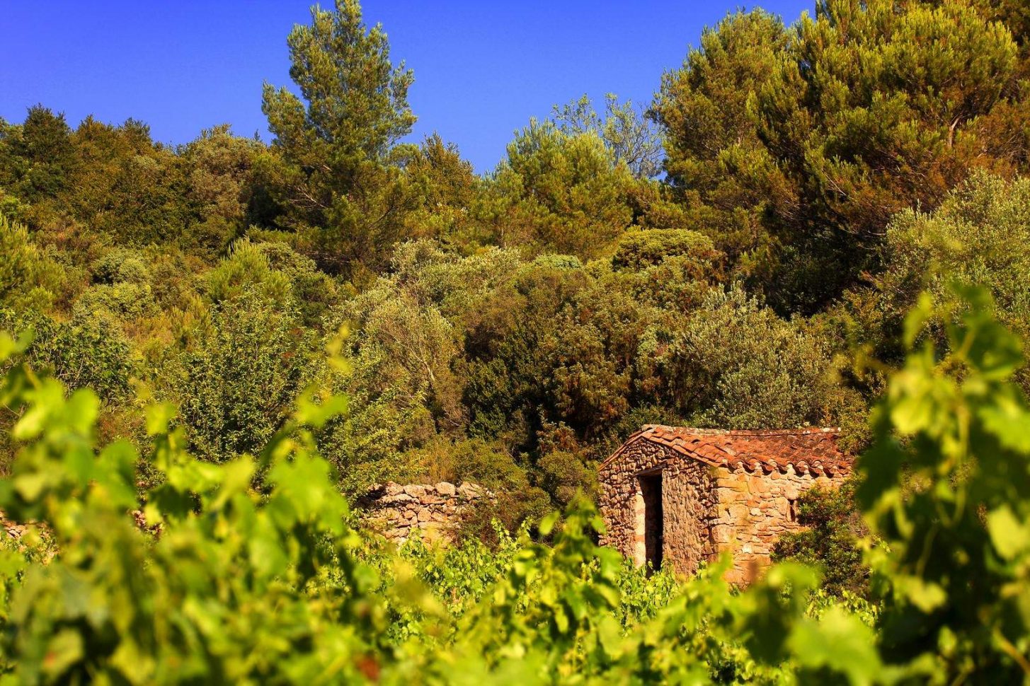 Balade dans les vignobles du Minervois ©Céline Deschamps-Conseil Départemental de l'Aude
