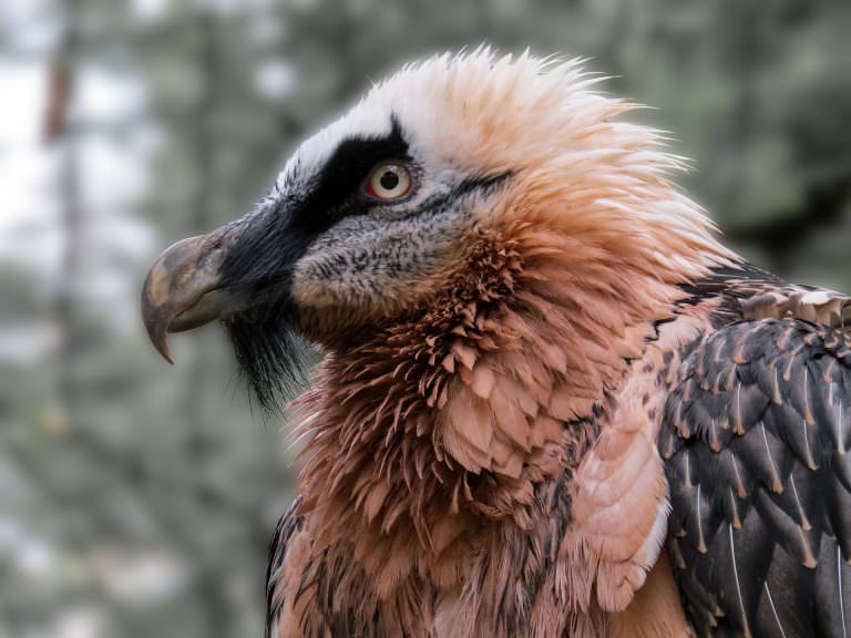 Faune de l'Aude, le Gypaète barbu ©Gerhard Gellinger-Pixabay