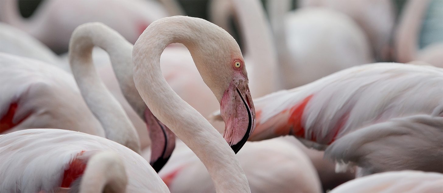 La Météo des oiseaux - Parc naturel régional de la Narbonnaise en