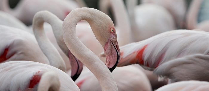 Les Flamants roses de Gruissan