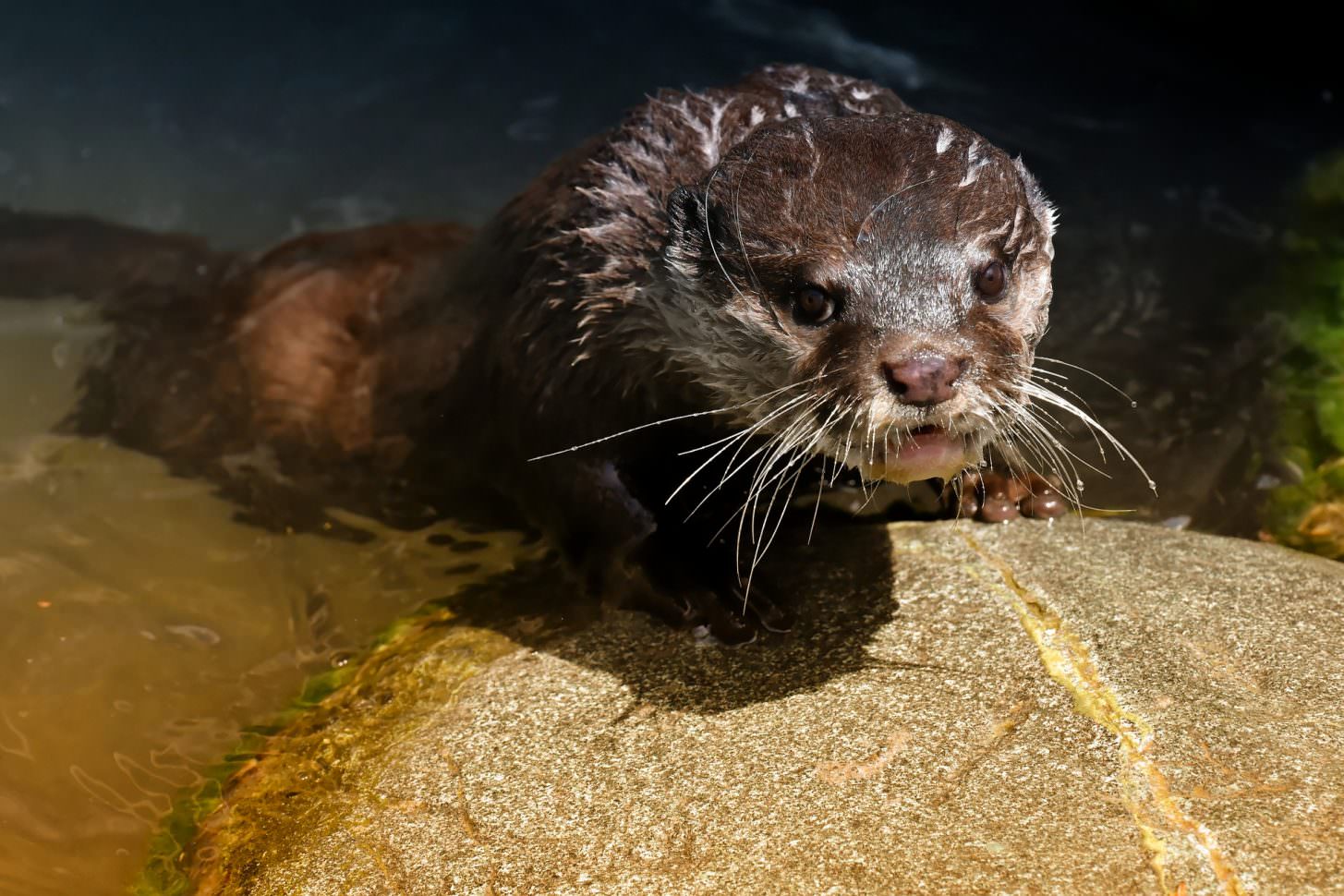 Faune de l'Aude, loutre ©Alexas_Fotos-Pixabay