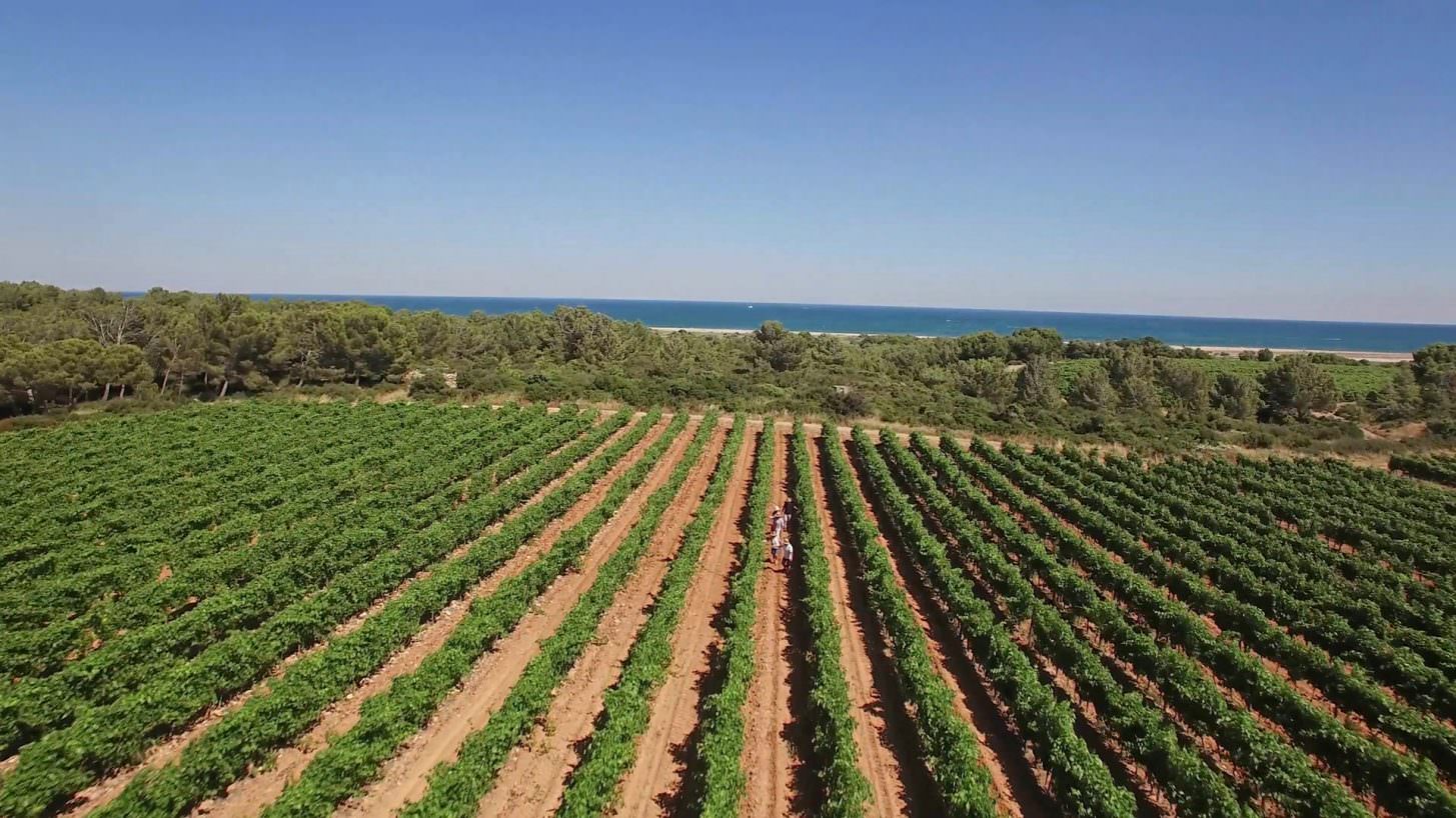 les vignes du bord de mer, la Clape