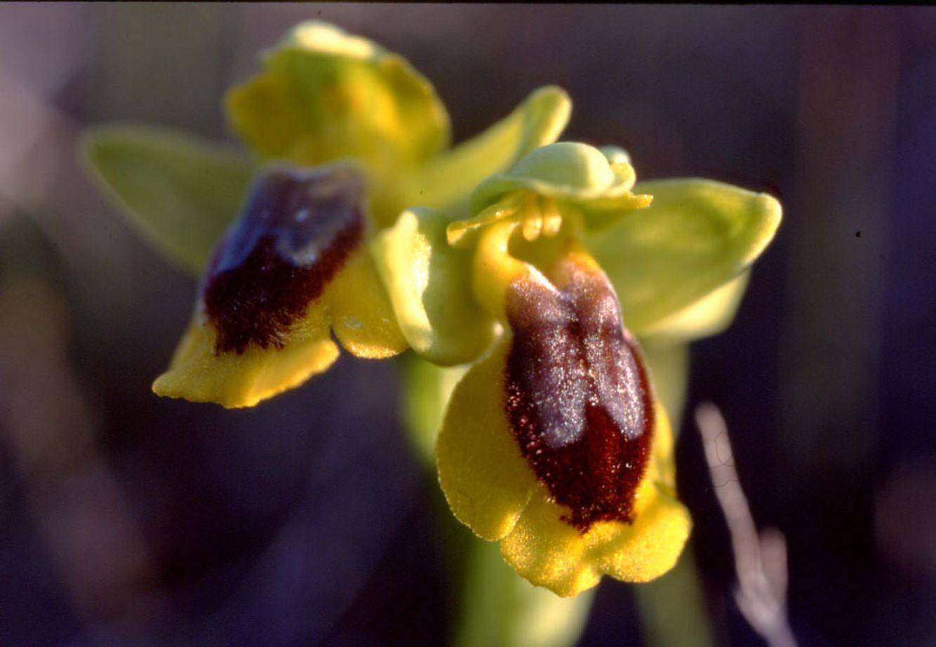 Orchidée Fédération Aude Claire