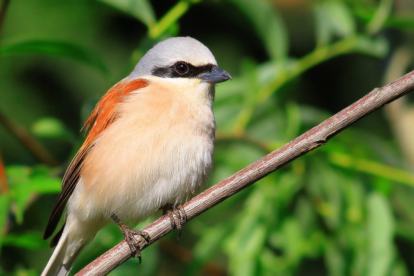 Faune dans l'Aude, Pie grièche écorcheur ©babilkulesi-Pixabay