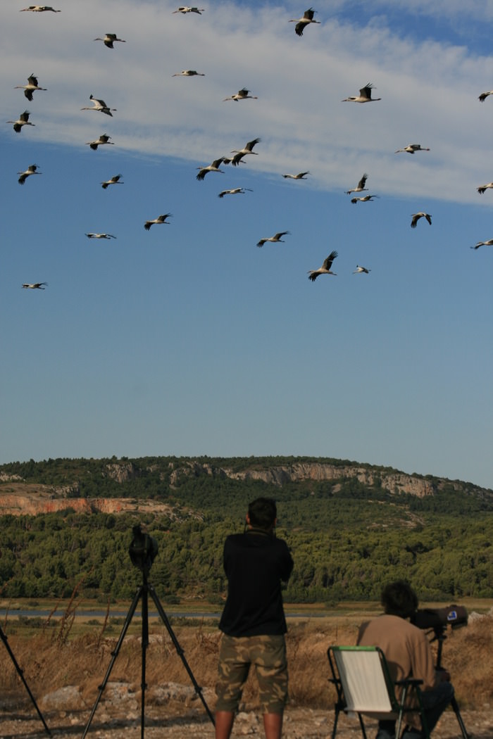 Observation des oiseaux au Roc de Conhiac à Gruissan