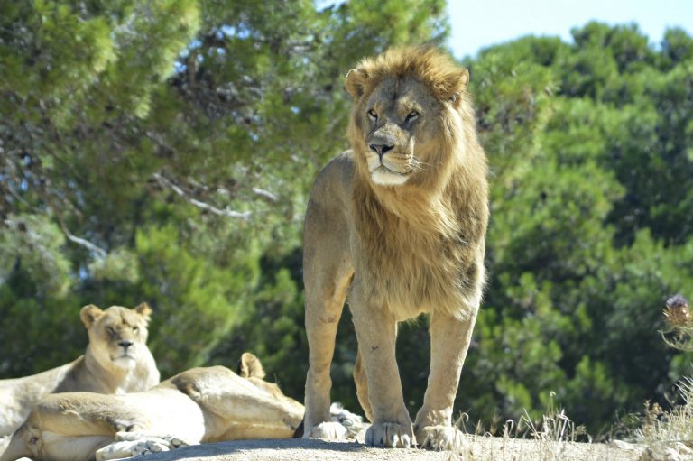 Visite en famille de la Réserve Africaine de Sigean ©AldonLou-ADT de l'Aude