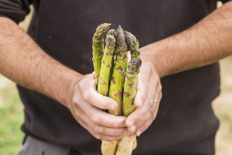 Cueillette d'asperges du Pays Cathare © L Charles-ADT Aude
