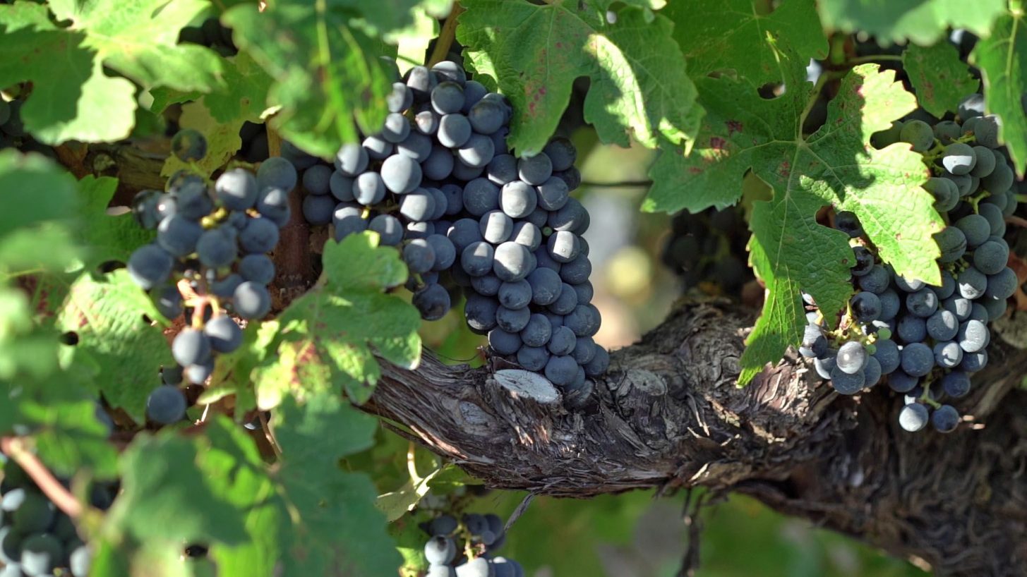 Vendanges dans les vignes de l'Aude ©Raphaël Kann-ADT de l'Aude