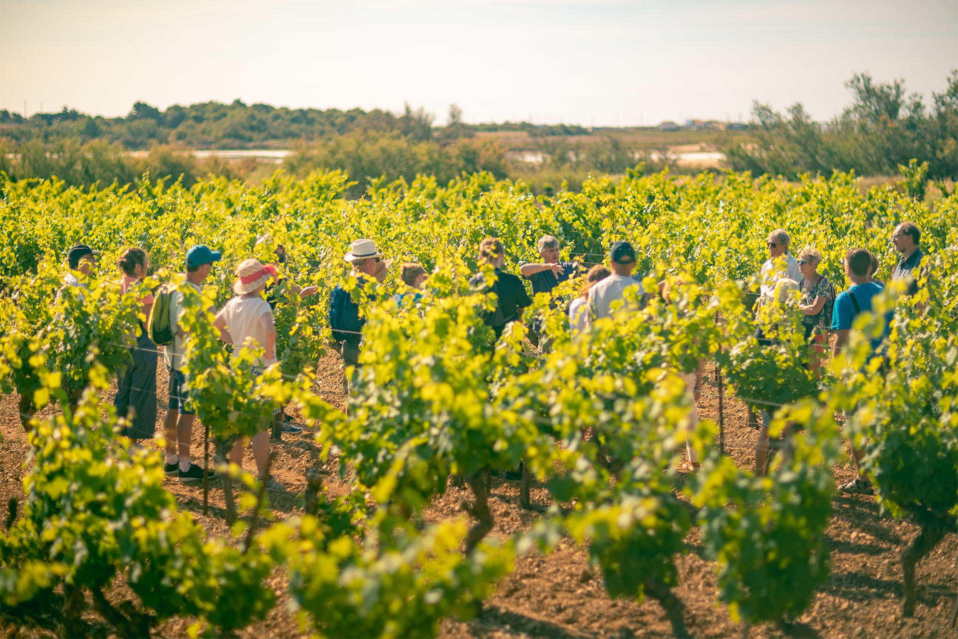 Visite des vignes à Gruissan avec notre guide vigneron ©Vincent Photographie - ADT de l'Aude