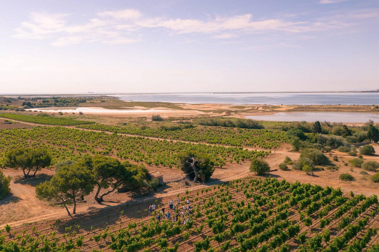 Balade et dégustations de vins dans les vignes à Gruissan ©Vincent Photographie - ADT de l'Aude