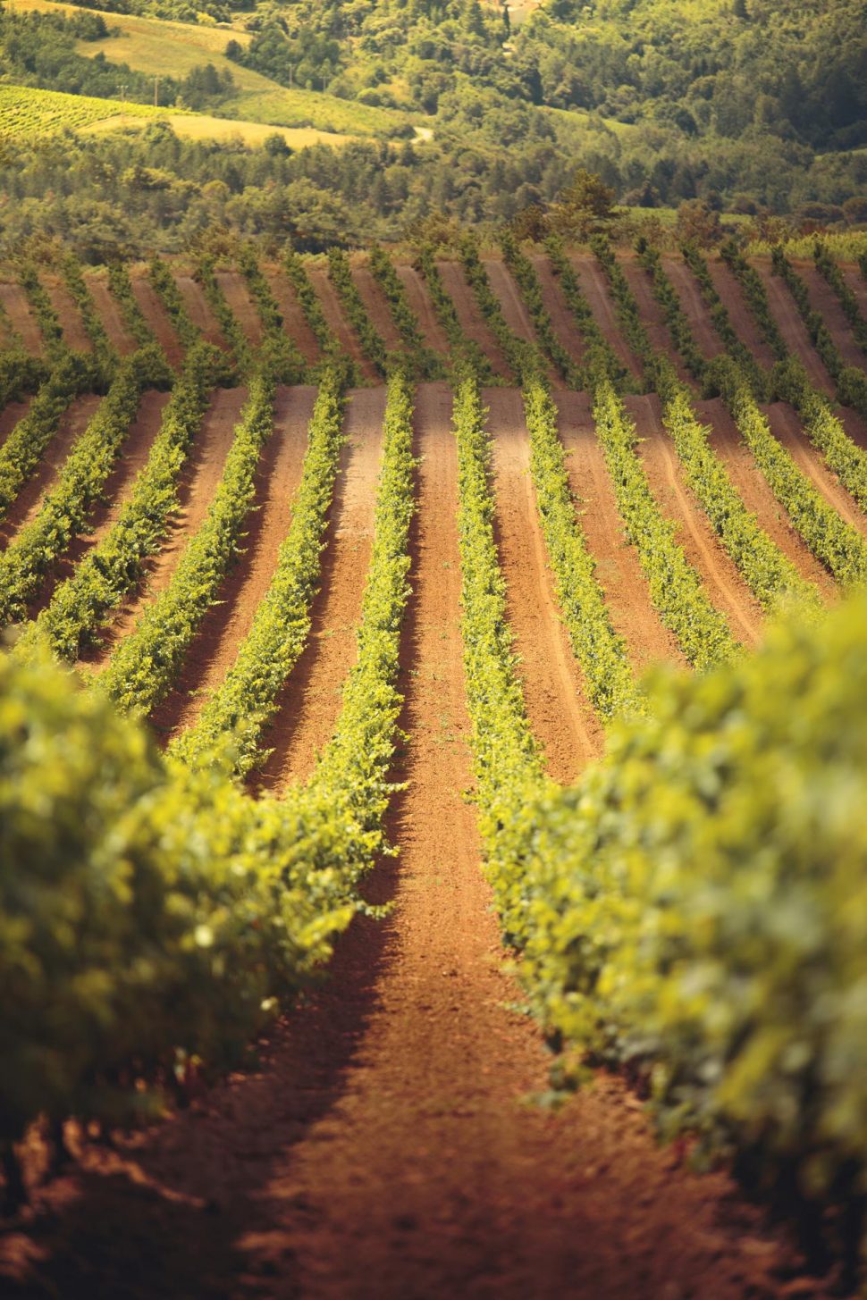 Rangées de vigne ©Vincent Photographie, ADT de l'Aude
