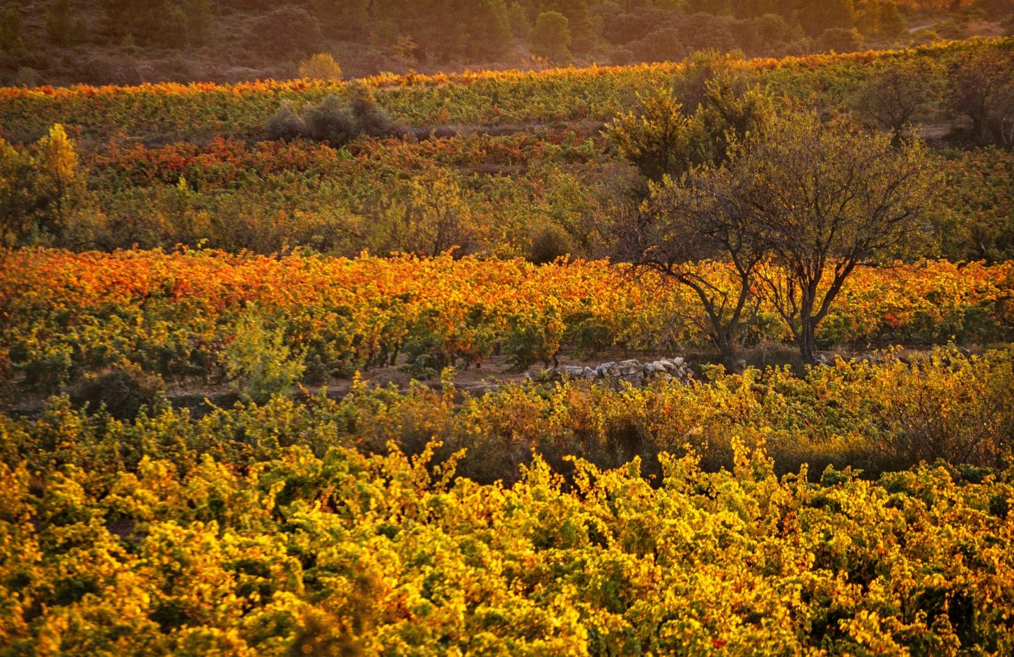 Les vignobles des Corbières ©C. Deschamps, ADT de l'Aude