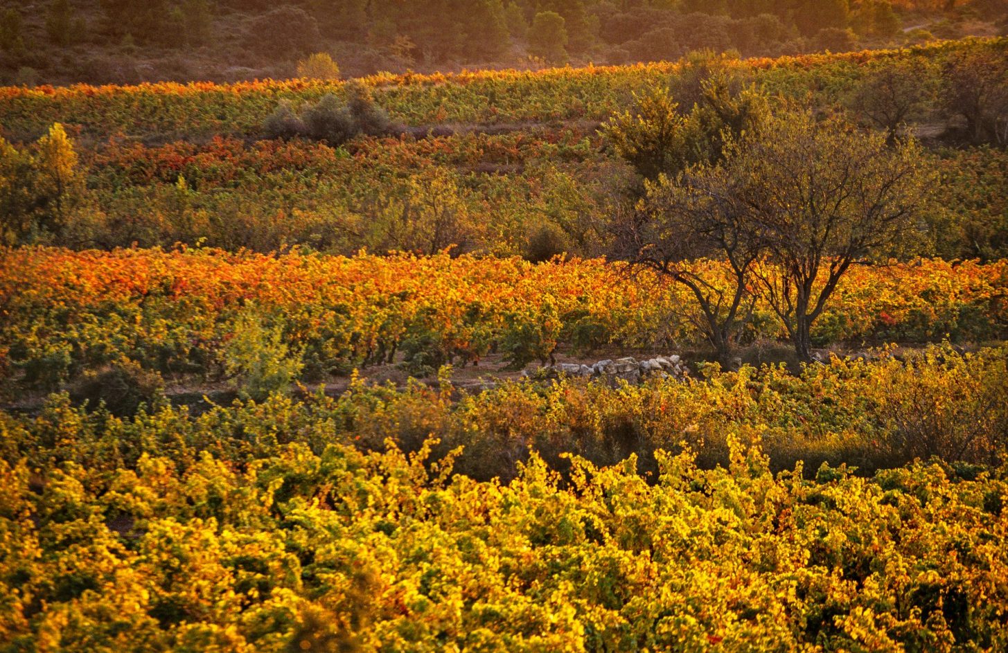 Les vignobles des Corbières ©C. Deschamps, ADT de l'Aude