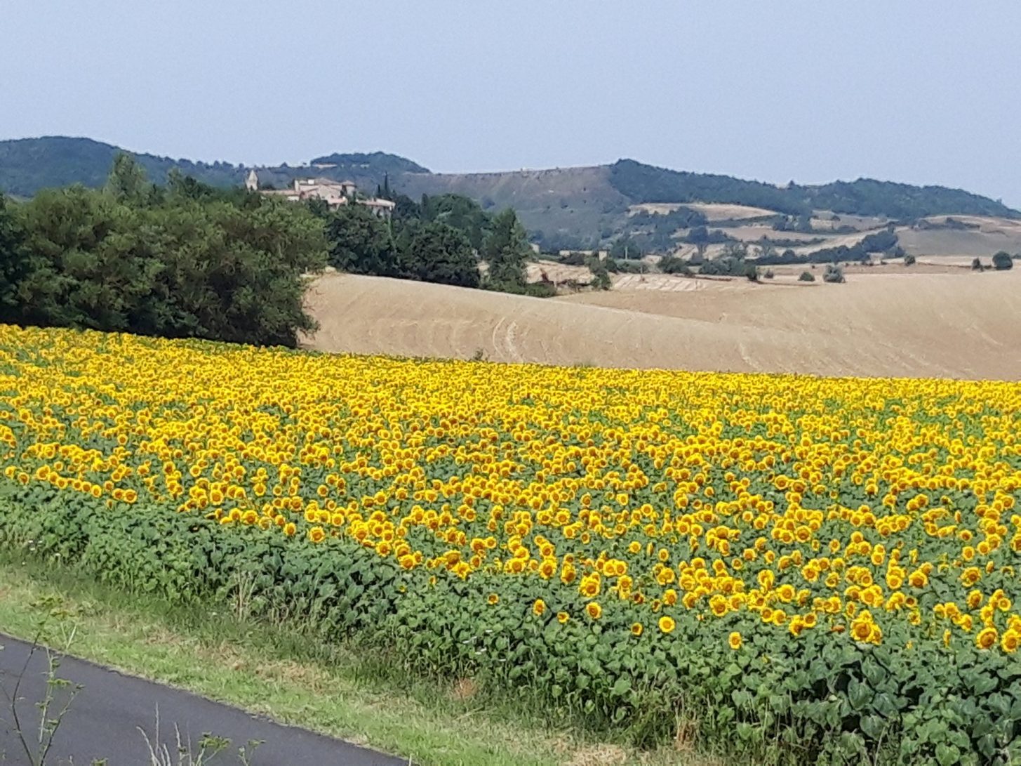 Malepère et tournesols ©M. Gassion - ADT de l'Aude