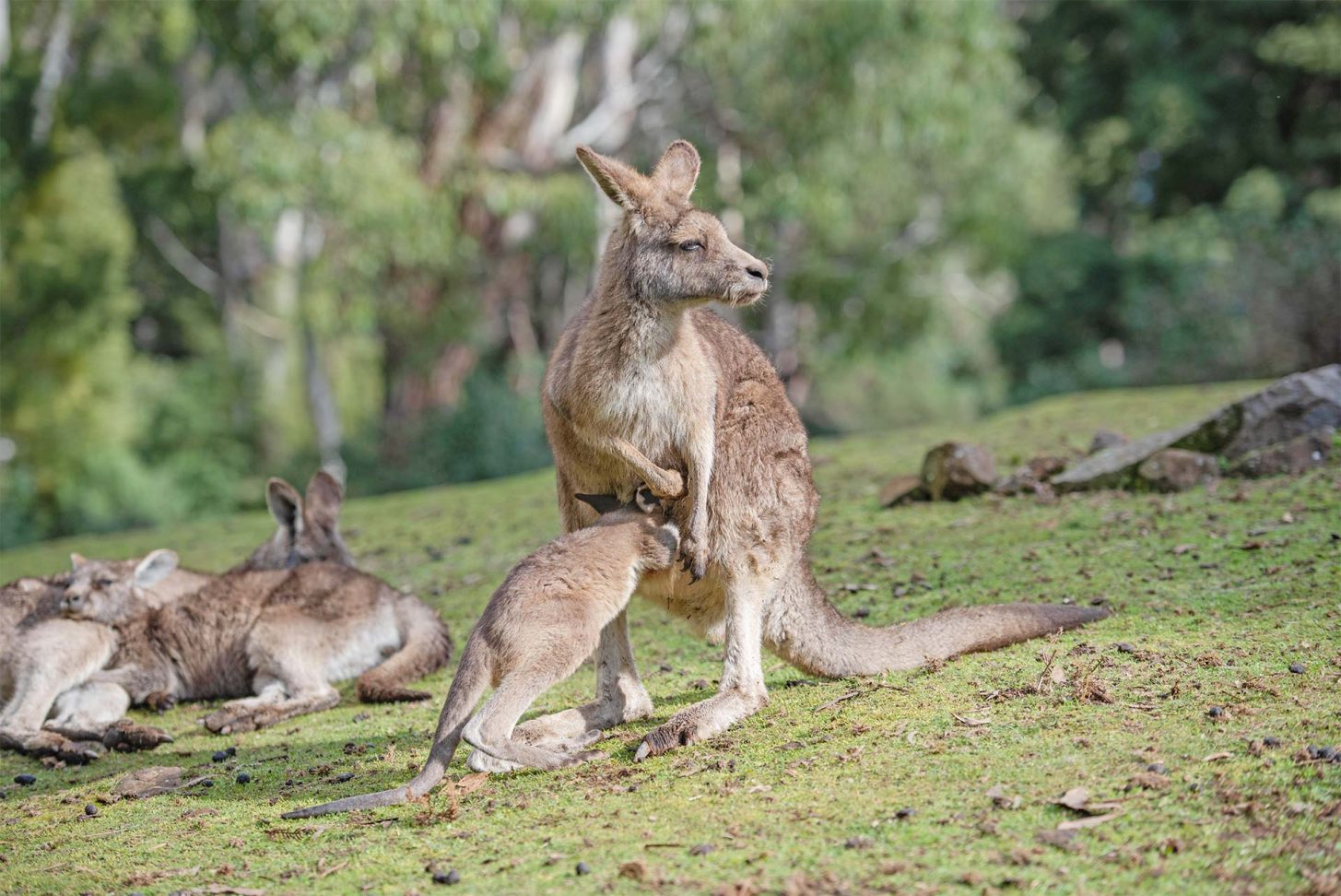 Visiter le Parc Australien de Palaja en famille ©Penny Ash - ADT de l'Aude