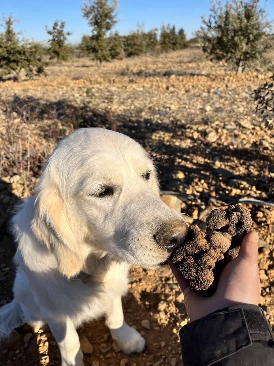chien et truffe au Domaine Mas d'Antonin à Argeliers