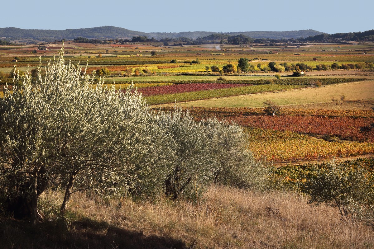 Escapade nature sans voiture à travers les vignobles de l''Hérault, crédit Gilles Souche