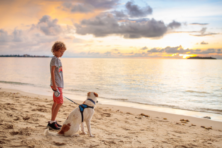 chien tenu en laisse à la plage, cr Family Veldman, Istock, ADT de l'Aude