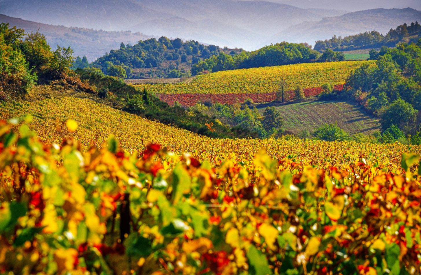 Les vignes à l'automne autour de Limoux, by Gilles Deschamps