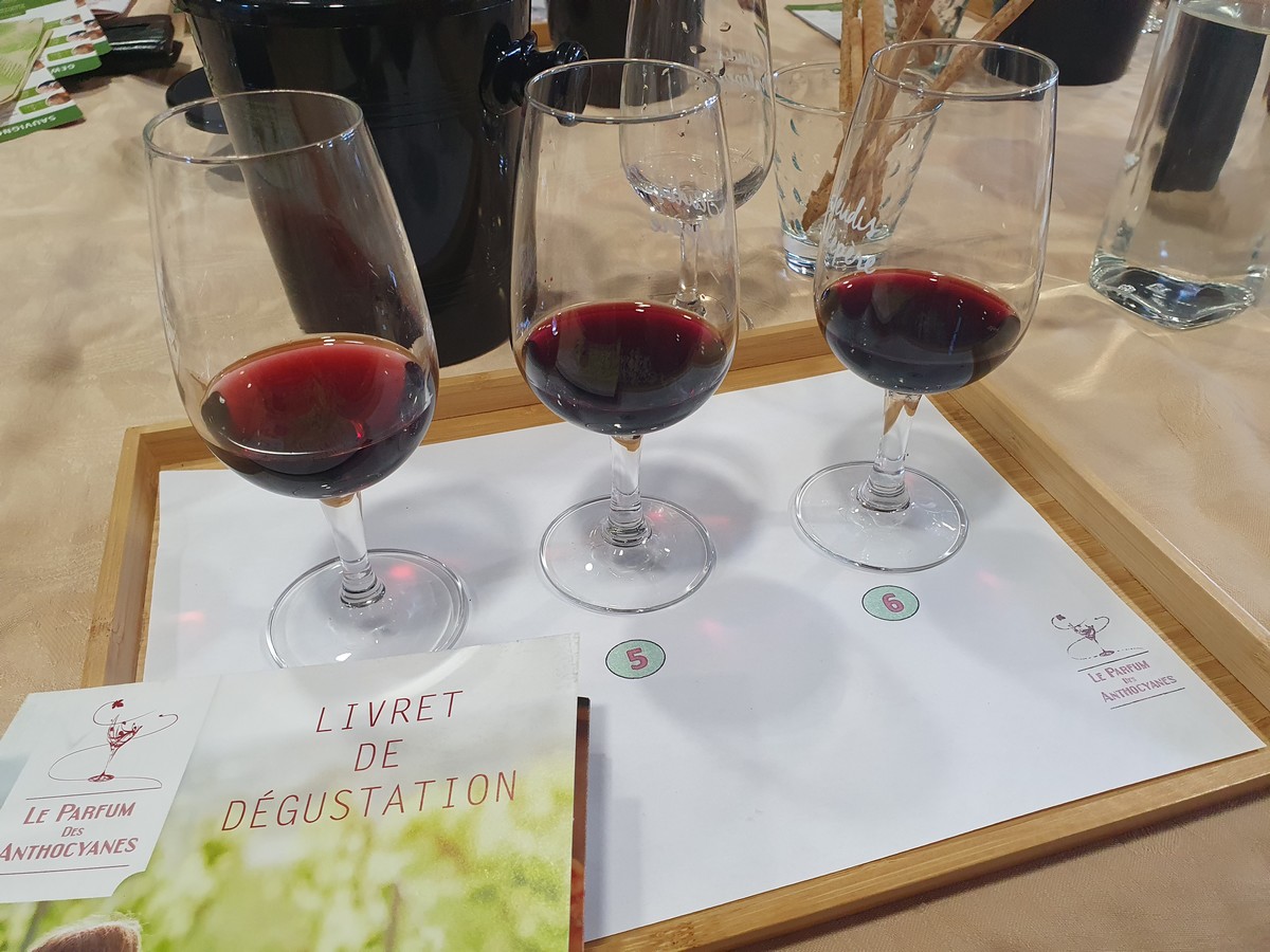 degustation-sensorielle-domaine-le-fort-vin