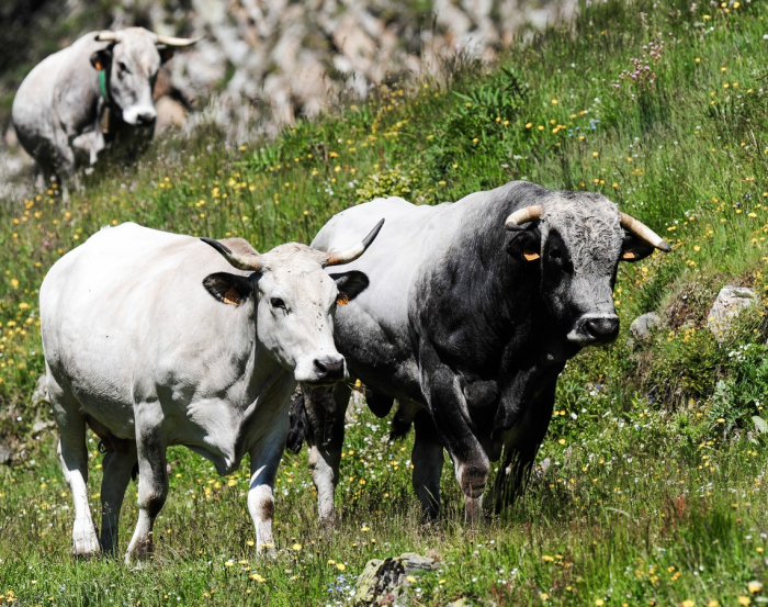 vache gasconne des Pyrénées à l'estive