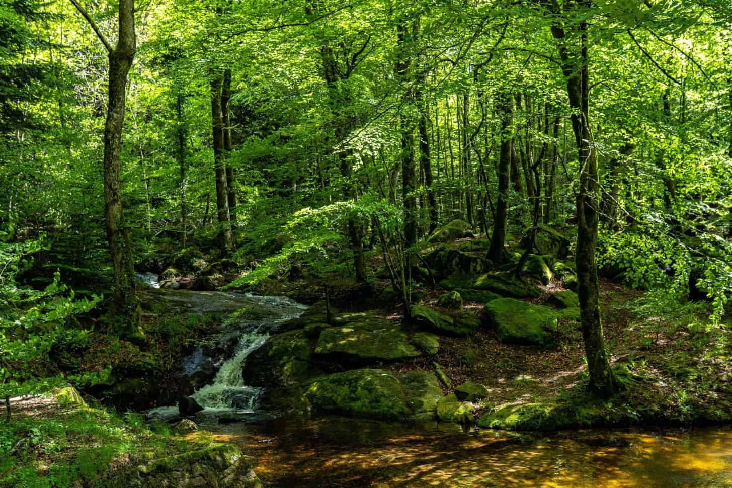 La rigole de la Montagne noire dans la forêt vers la prise d'Alzeau.
