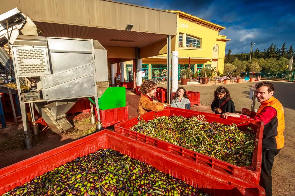 Casiers remplis d'olives lors de la récolte à l'Oulibo