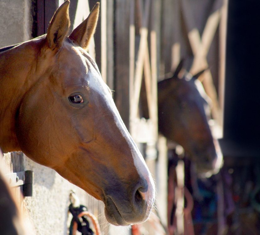 Chevaux ©ADT de l'AUDE