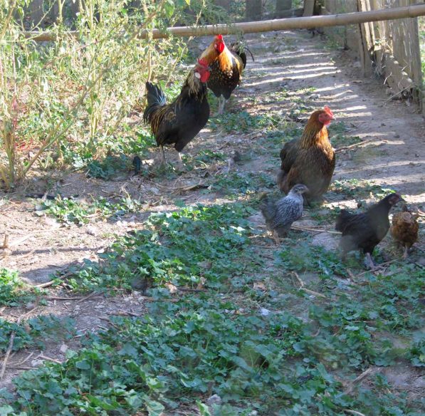 Visite de la ferme la matarelle avec les enfants ©Office de Tourisme de Castelnaudary