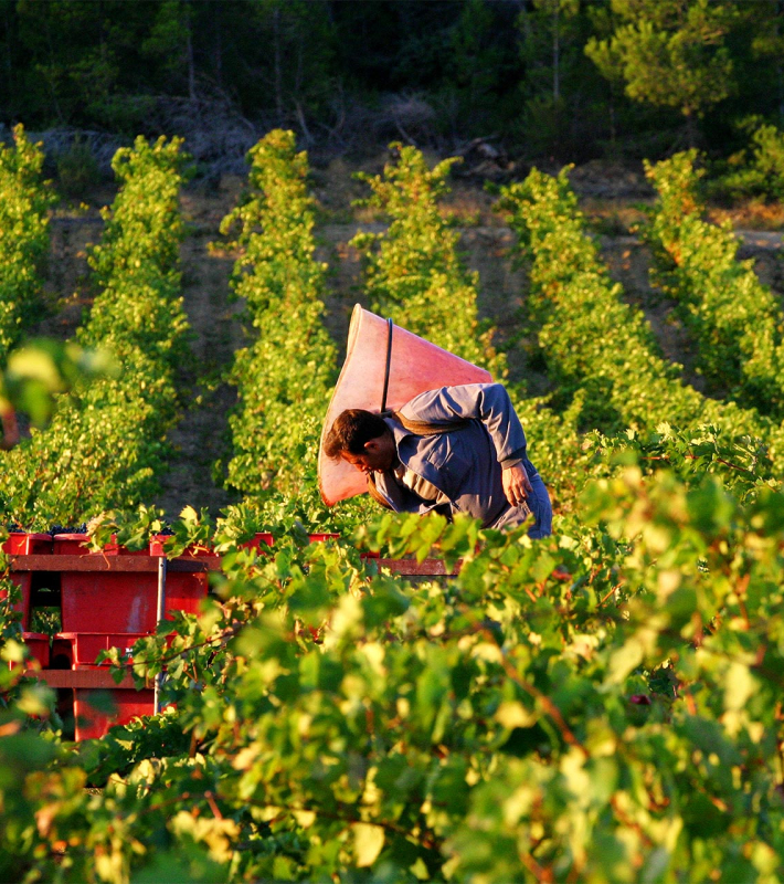 Vendanges dans l'Aude ©Céline Deschamps - ADT de l'Aude